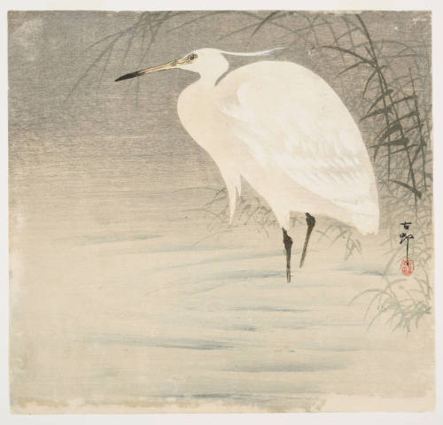 Snowy Egret wading in water