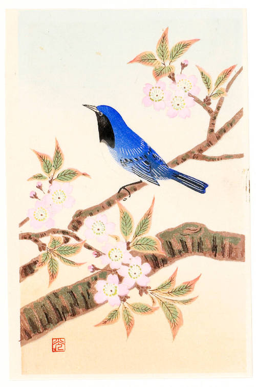 Cherry Blossoms and Bluebird