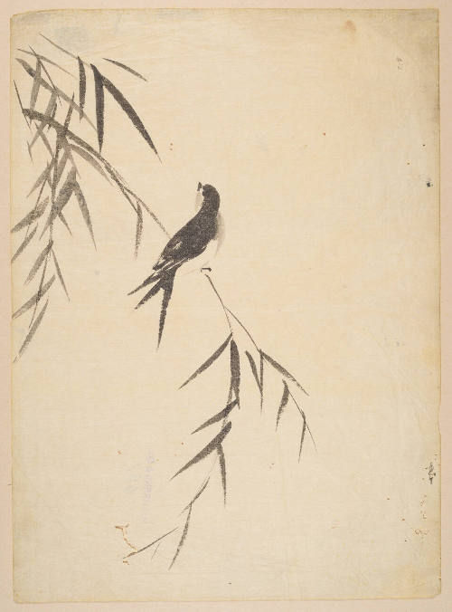 Bird on Branch