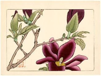 Purple Magnolia