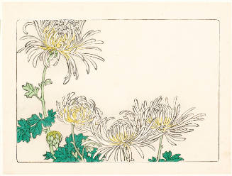 White Chrysanthemum