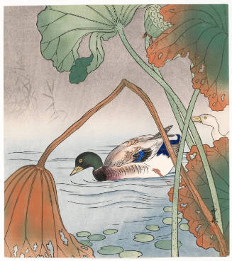 Mallard and Lotus Leaves