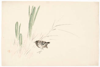 Small Bird, Plant and Grasses