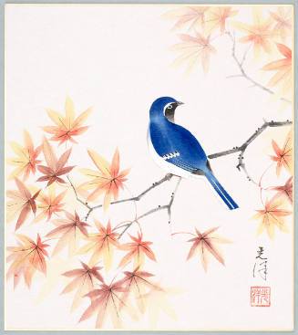Blue Bird and Red Maple